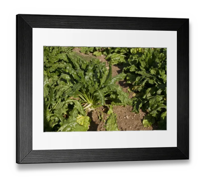 Framed Print : Sugar beet, a cultivated plant of Beta vulgaris, is a plant whose tuber contains a high concentration of sucrose