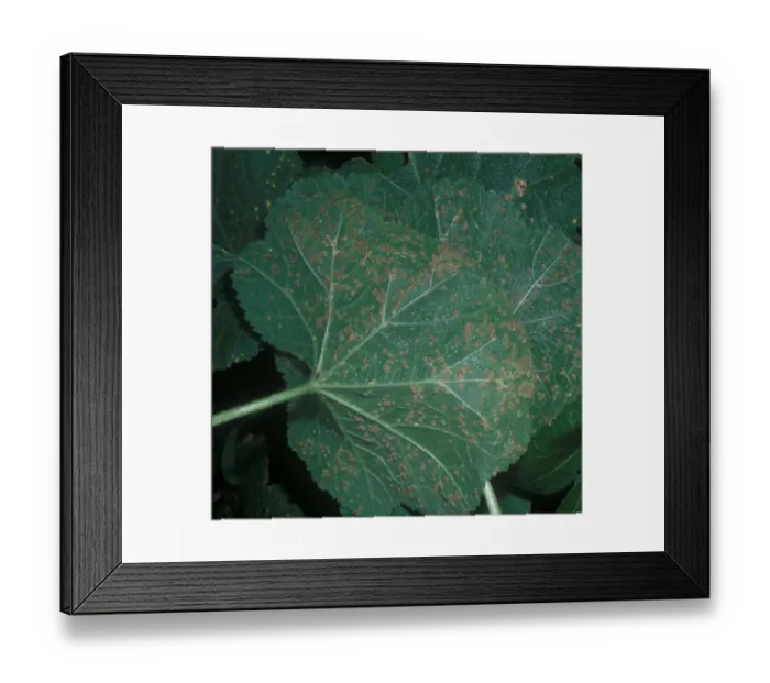 Framed Print : Puccinia malvacearum, also known as Hollyhock rust, is a species within the Puccinia genus known for attacking members