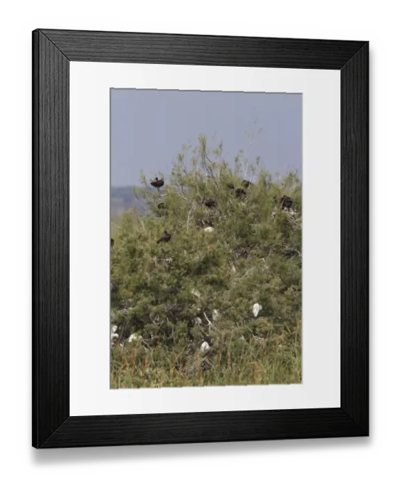 Framed Print : Nesting colony of Glossy Ibis in the Coto Donana, Spain. Numbers of this species are rapidly increasing Framed Print : Nesting colony of Glossy Ibis in the Coto Donana, Spain. Numbers of this species are rapidly increasing