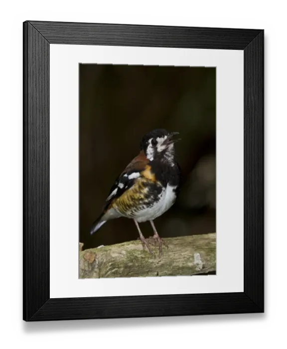 Framed Print : The Chestnut-backed thrush (Zoothera dohertyi) is a ground thrush species endemic to Lombok Framed Print : The Chestnut-backed thrush (Zoothera dohertyi) is a ground thrush species endemic to Lombok