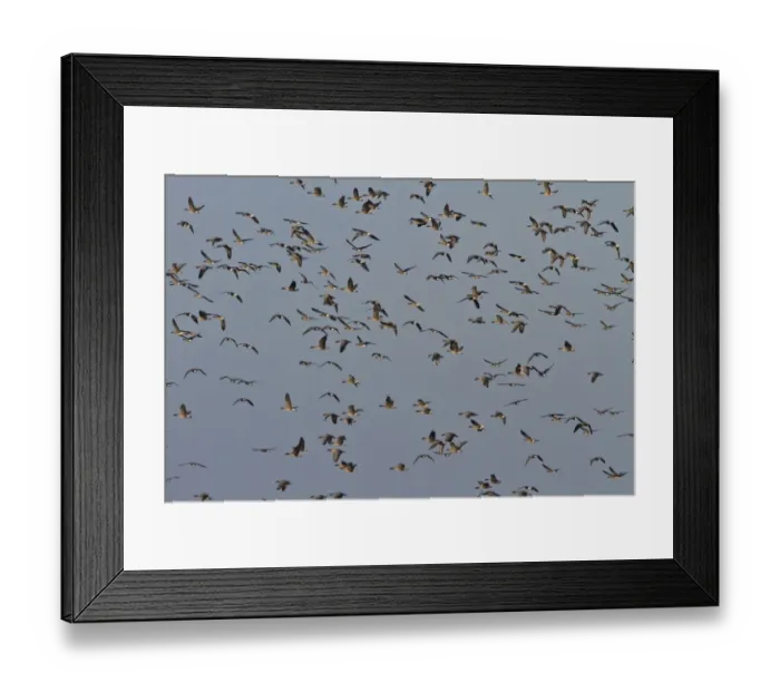 Framed Print : Pink footed Geese, winter flock flying at Brancaster, North Norfolk Framed Print : Pink footed Geese, winter flock flying at Brancaster, North Norfolk
