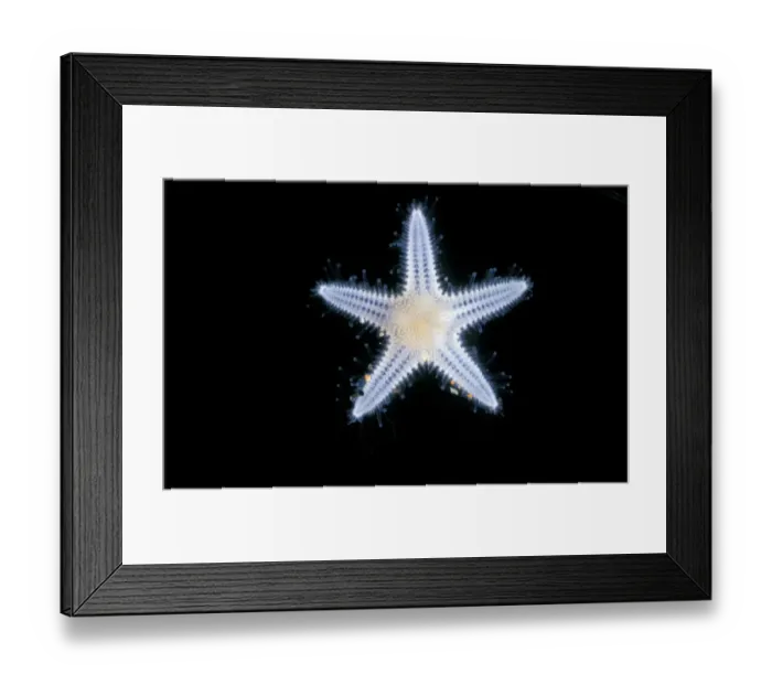 Framed Print : The Luidia sarsi is a species of starfish, several weeks after metamorphosis