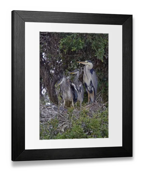 Framed Print : Grey Heron at nest with large young Framed Print : Grey Heron at nest with large young
