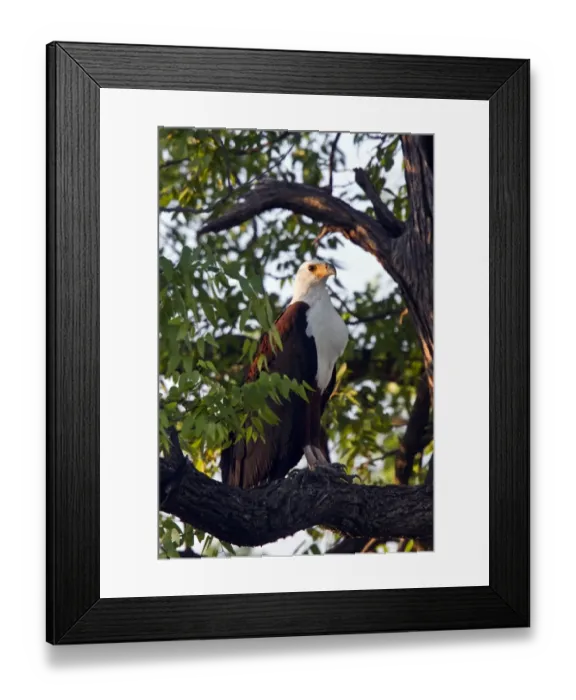 Framed Print : African Fish Eagle adult in tree - Botswana Framed Print : African Fish Eagle adult in tree - Botswana