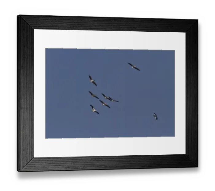 Framed Print : American White Ibis (Eudocimus albus) adult, in flight, with food in beak Framed Print : American White Ibis (Eudocimus albus) adult, in flight, with food in beak