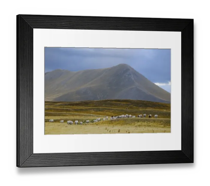 Framed Print : View of mountain plateau with cattle herd, Gran Sasso N. P. Apennines, Abruzzo, Italy, september Framed Print : View of mountain plateau with cattle herd, Gran Sasso N. P. Apennines, Abruzzo, Italy, september