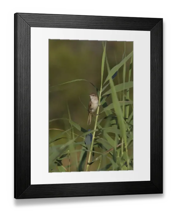 Framed Print : Great Reed Warbler on reeds - Coto Donana, Spain Framed Print : Great Reed Warbler on reeds - Coto Donana, Spain