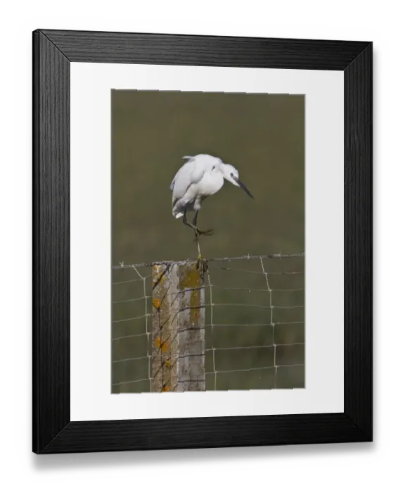 Framed Print : Little Egret on fence post - Coto Donana Spain Framed Print : Little Egret on fence post - Coto Donana Spain