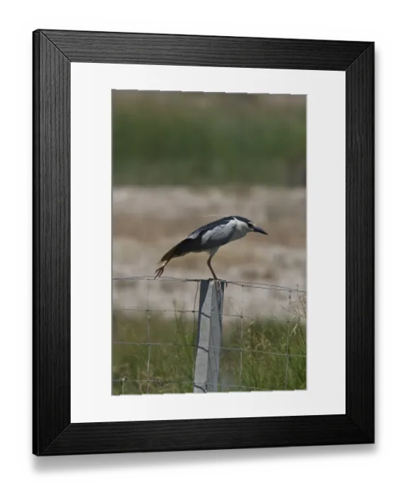 Framed Print : Black crowned night Heron adult on fence post wing stretching - Coto Donana, Spain