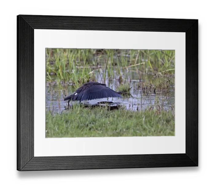 Framed Print : The Black Heron has an interesting hunting method called canopy feeding # it uses its wings like an umbrella