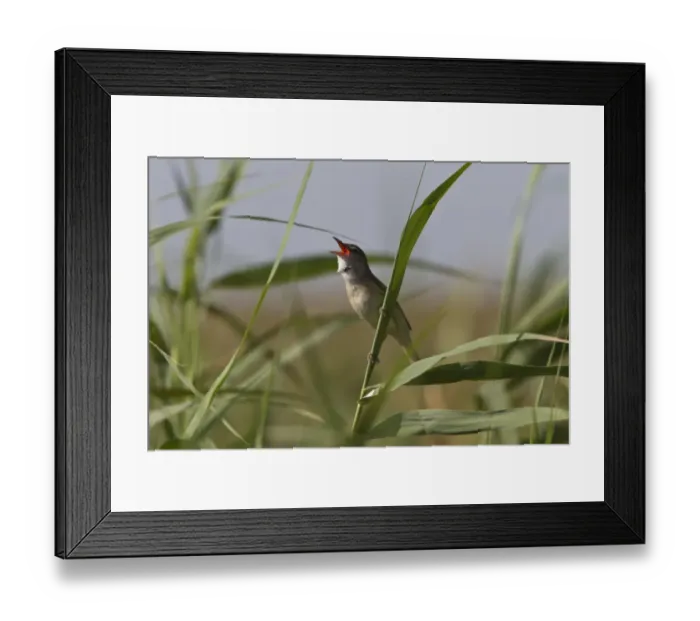 Framed Print : Great Reed Warbler singing - Coto Donana, Spain