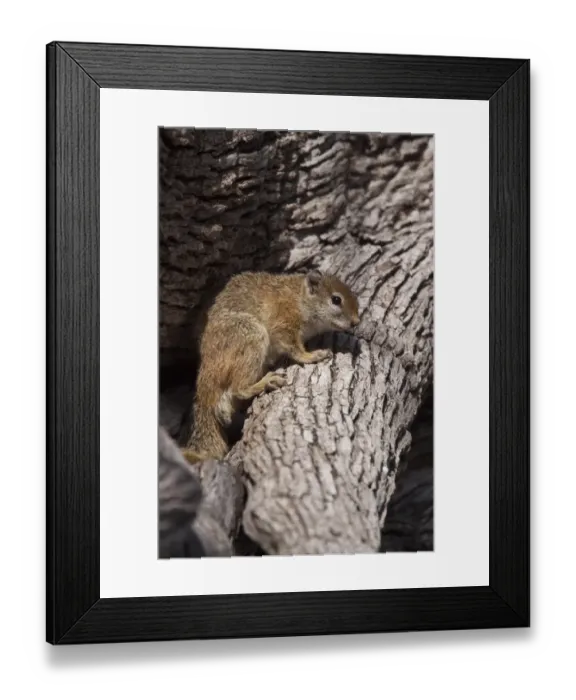 Framed Print : Tree Squirrel - A common but mainly solitary squirrel found in savannahbushveld and wood areas - Botswana Framed Print : Tree Squirrel - A common but mainly solitary squirrel found in savannahbushveld and wood areas - Botswana