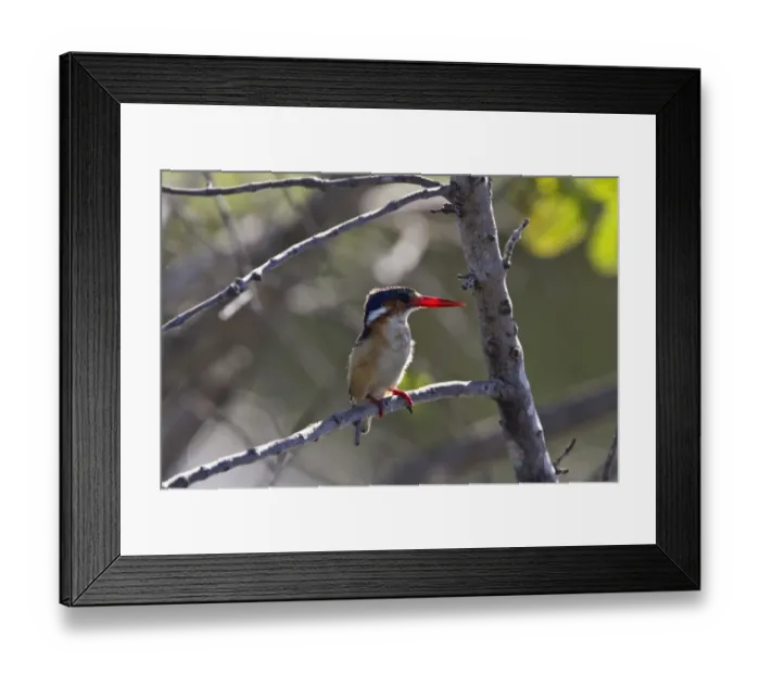 Framed Print : malachite kingfisher - Okavango delta, botswana