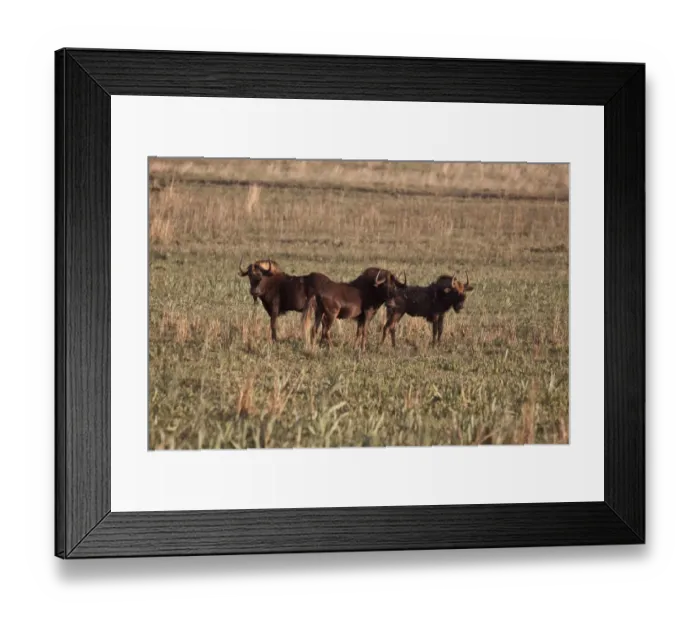 Framed Print : Black Wildebeest are endemic to the wouthern and central parts of South Africa