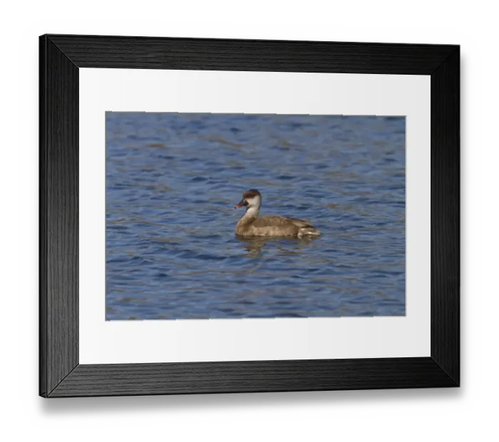 Framed Print : Red crested Pochard, female at Lackford Lakes - Suffolk