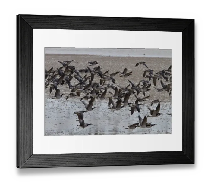 Framed Print : Flock of flying Barnacle Geese on Islay - Scotland Framed Print : Flock of flying Barnacle Geese on Islay - Scotland