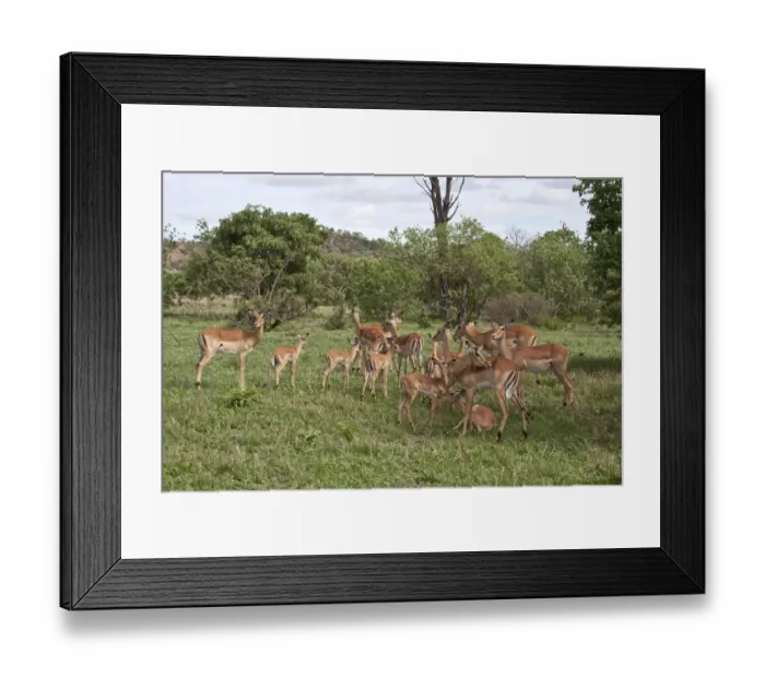 Framed Print : An Impala herd comprising adult male with his harem of females and there young Framed Print : An Impala herd comprising adult male with his harem of females and there young