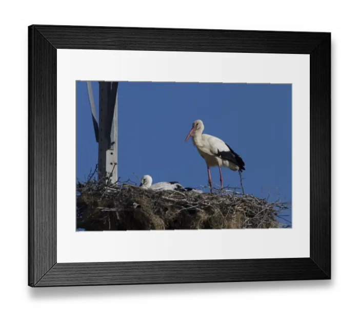 Framed Print : White Storks nesting on electrical pylon, Trujillo, Extremadura, Spain