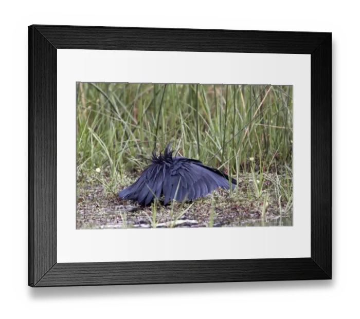 Framed Print : The Black Heron has an interesting hunting method called canopy feeding # it uses its wings like an umbrella Framed Print : The Black Heron has an interesting hunting method called canopy feeding # it uses its wings like an umbrella