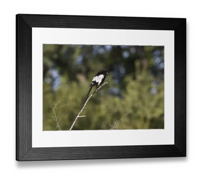 Framed Print : immature Magpie Shrike. near Kwara camp Botswana Framed Print : immature Magpie Shrike. near Kwara camp Botswana