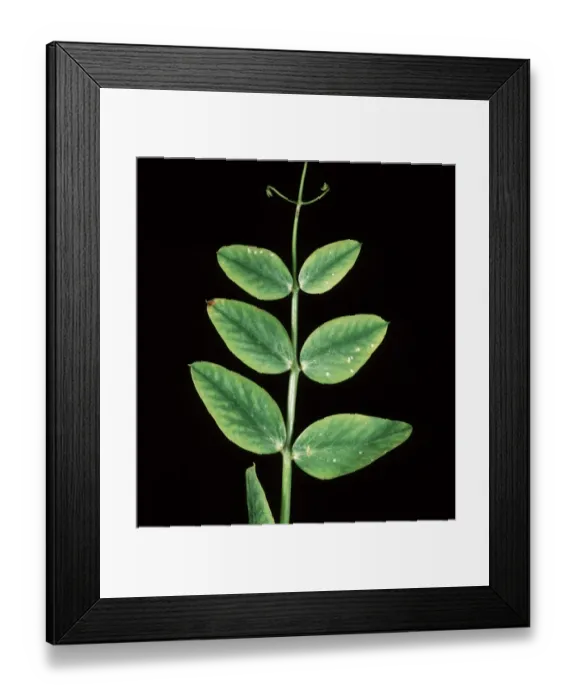 Framed Print : Manganese deficiency (Mn) deficiency symptom on pea leaf Framed Print : Manganese deficiency (Mn) deficiency symptom on pea leaf