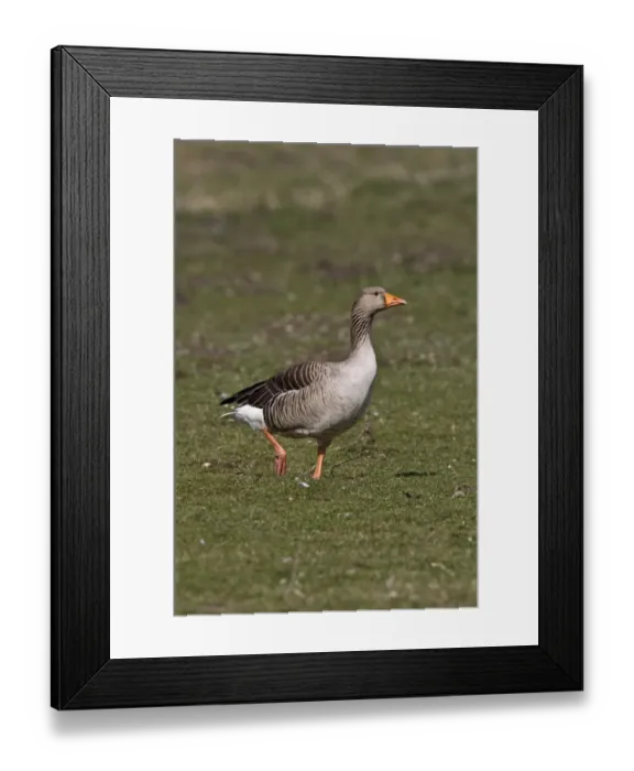 Framed Print : Greylag Goose at Lackford Lakes Nature Reserve Suffolk Framed Print : Greylag Goose at Lackford Lakes Nature Reserve Suffolk