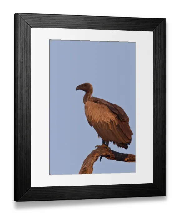Framed Print : White backed Vulture resting on old dead tree- Botswana Framed Print : White backed Vulture resting on old dead tree- Botswana