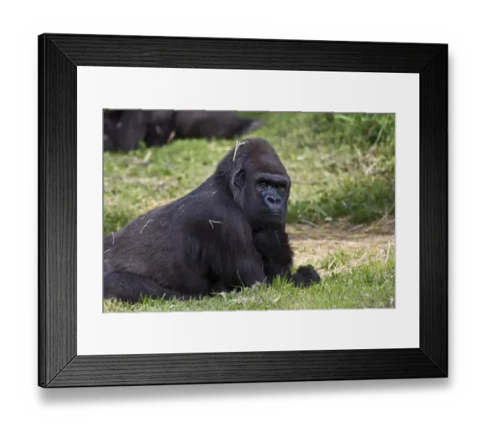 Framed Print : Gorilla at the Durrell Wildlife conservation trust, Jersey Framed Print : Gorilla at the Durrell Wildlife conservation trust, Jersey