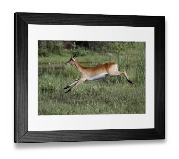 Framed Print : Running male Red Lechwe Okavango Delta near Kwara. Lechwe are found in marshy areas where they eat aquatic plants Framed Print : Running male Red Lechwe Okavango Delta near Kwara. Lechwe are found in marshy areas where they eat aquatic plants