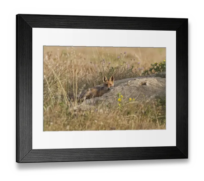 Framed Print : Young Fox cub play by its den in Extremadura, spain Framed Print : Young Fox cub play by its den in Extremadura, spain