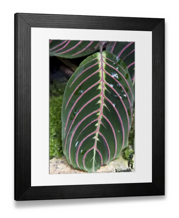 Framed Print : Maranta leuconeura erythroneura or Prayer plant