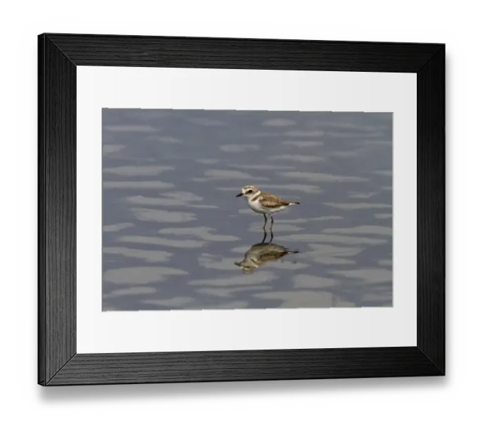 Framed Print : Kentish Plover, female summer. Coto Donana, Spain Framed Print : Kentish Plover, female summer. Coto Donana, Spain
