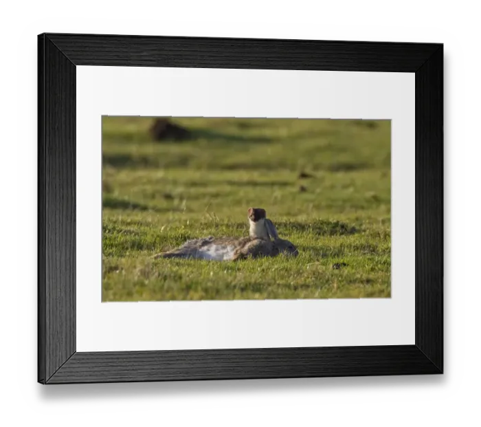 Framed Print : Stroat feeding on dead rabbit which it has killed Framed Print : Stroat feeding on dead rabbit which it has killed