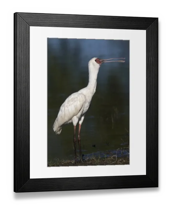 Framed Print : African Spoonbill - Okavango Delta, Botswana Framed Print : African Spoonbill - Okavango Delta, Botswana