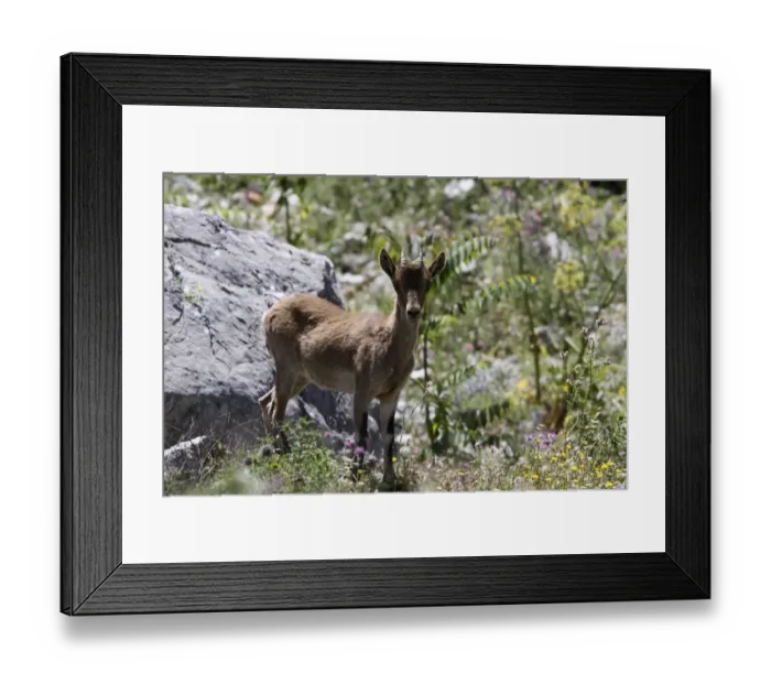Framed Print : A young Spanish Ibex near Grazalema, Andalusia Spain Framed Print : A young Spanish Ibex near Grazalema, Andalusia Spain