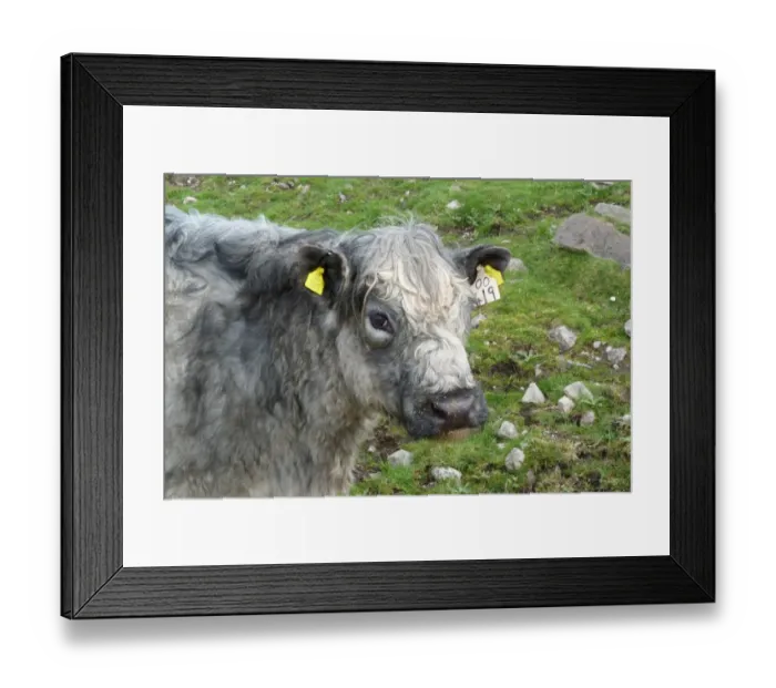 Framed Print : Galloway cross cow with ear tags