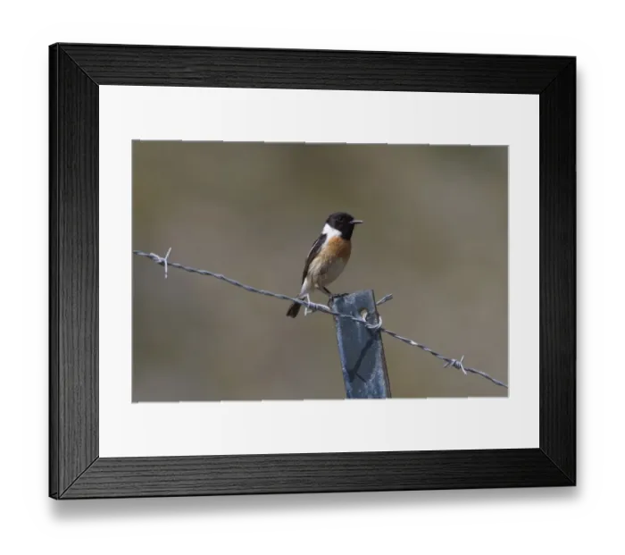 Framed Print : Male Stonechat on wire fence Framed Print : Male Stonechat on wire fence