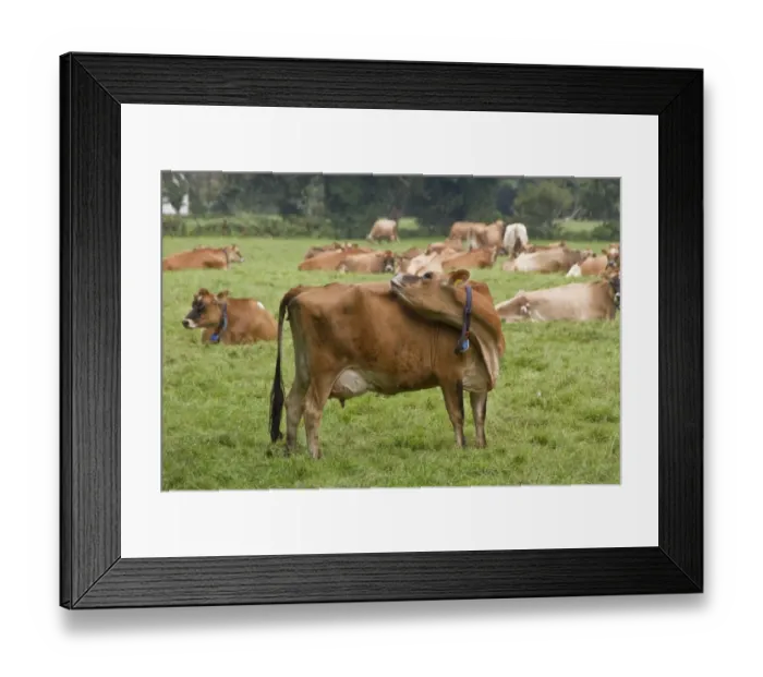 Framed Print : Jersey Cow with ear tag and collar