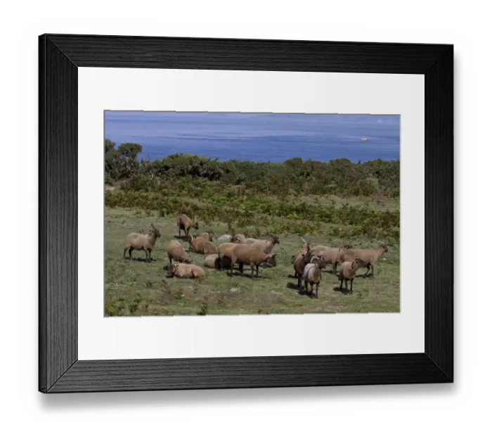 Framed Print : Manx Loaghtan breed of sheep reintroduced to Jersey#s northern coast Framed Print : Manx Loaghtan breed of sheep reintroduced to Jersey#s northern coast