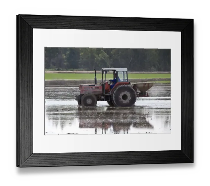 Framed Print : Tractor working in Paddy Field note the special wheels Framed Print : Tractor working in Paddy Field note the special wheels