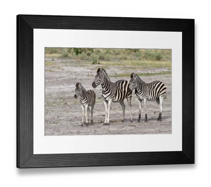 Framed Print : Burchells Zebra, female with foal and a youngster from last year Framed Print : Burchells Zebra, female with foal and a youngster from last year