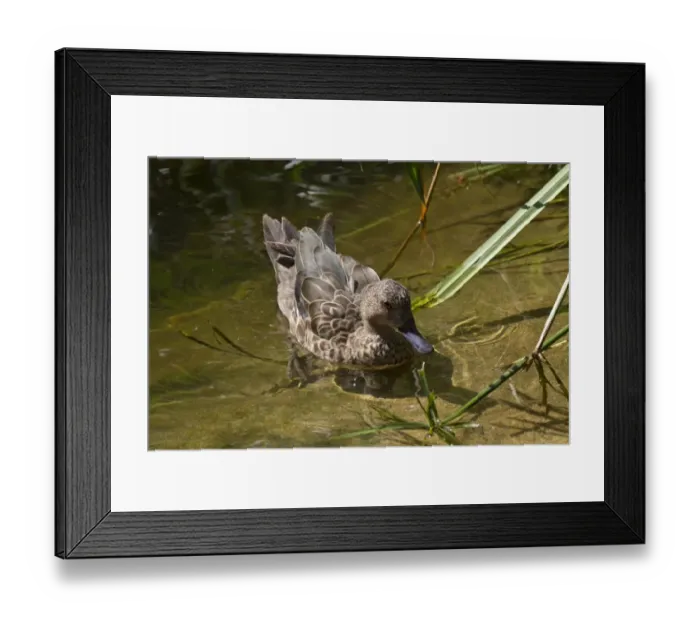 Framed Print : Madagascar Teal Framed Print : Madagascar Teal