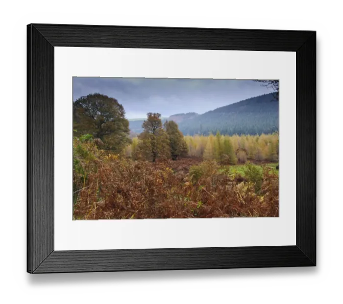 Framed Print : View of woodland habitat on country estate, Powerscourt Estate, Enniskerry, County Wicklow, Ireland, november