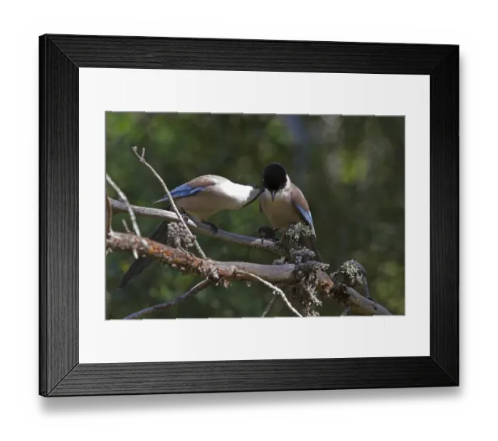 Framed Print : Azure winged Magpies courtship grooming - Extremadura, Spain Framed Print : Azure winged Magpies courtship grooming - Extremadura, Spain