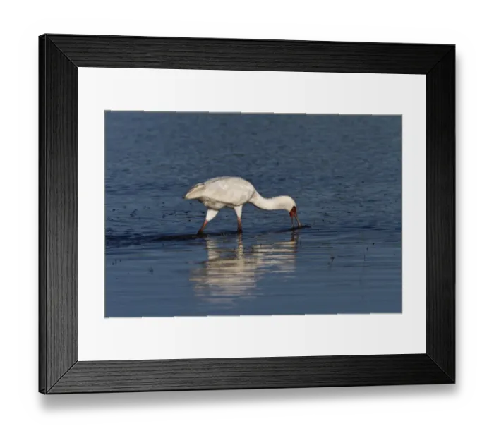Framed Print : African Spoonbill feeding - Okavango Delta, Botswana Framed Print : African Spoonbill feeding - Okavango Delta, Botswana