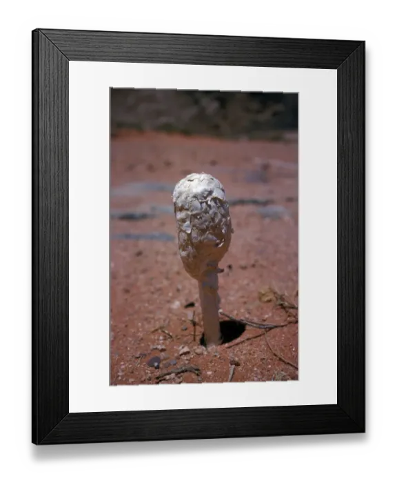 Framed Print : Podaxis pistillaris is a very distinctive relative of the puffballs found in deserts Framed Print : Podaxis pistillaris is a very distinctive relative of the puffballs found in deserts