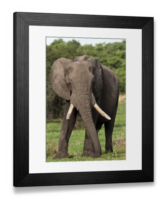Framed Print : A male African Elephant - Botswana Framed Print : A male African Elephant - Botswana