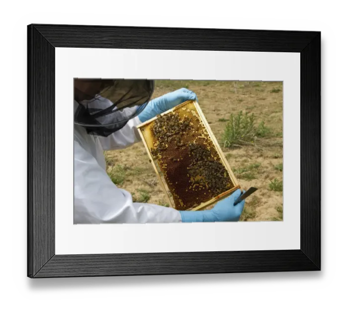 Framed Print : Beekeeper inspecting brood frame which shows Worker honey bees tending larva cells Framed Print : Beekeeper inspecting brood frame which shows Worker honey bees tending larva cells