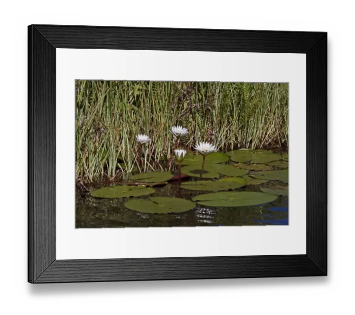 Framed Print : Nymphaea nouchali, commonly known as the Red and blue water lily, Blue star water lily, Star lotus Framed Print : Nymphaea nouchali, commonly known as the Red and blue water lily, Blue star water lily, Star lotus