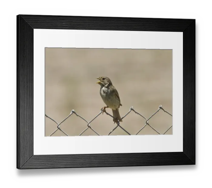 Framed Print : Corn Bunting sitting on wire fence singing. Taken in Spain Framed Print : Corn Bunting sitting on wire fence singing. Taken in Spain